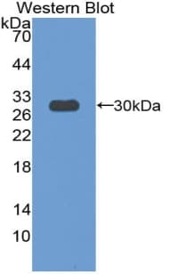 PXN / Paxillin Antibody (aa347-578)