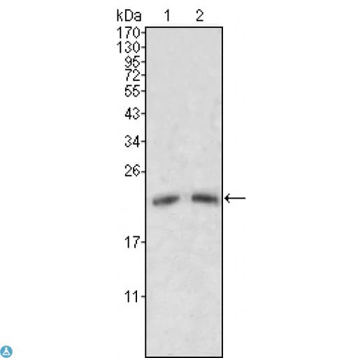 APOM / Apolipoprotein M Antibody