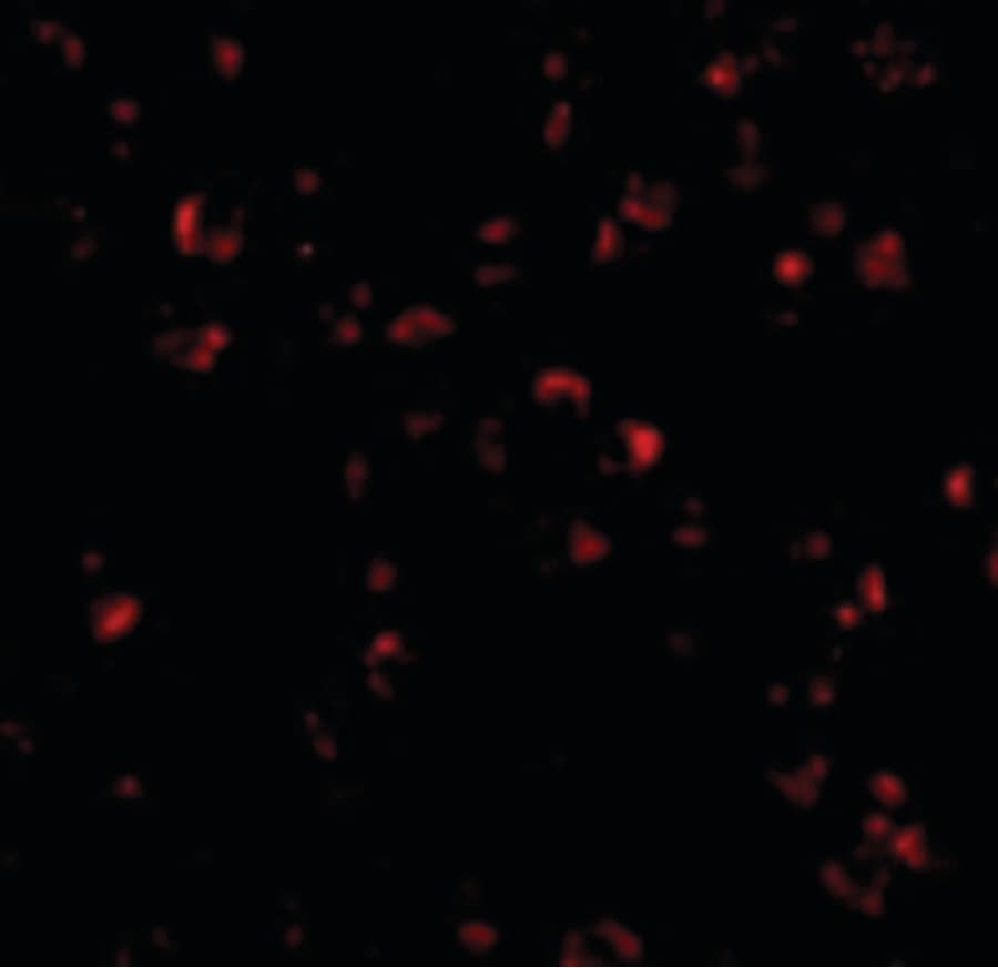 PathPlus™ IL23A / IL-23 p19 Antibody