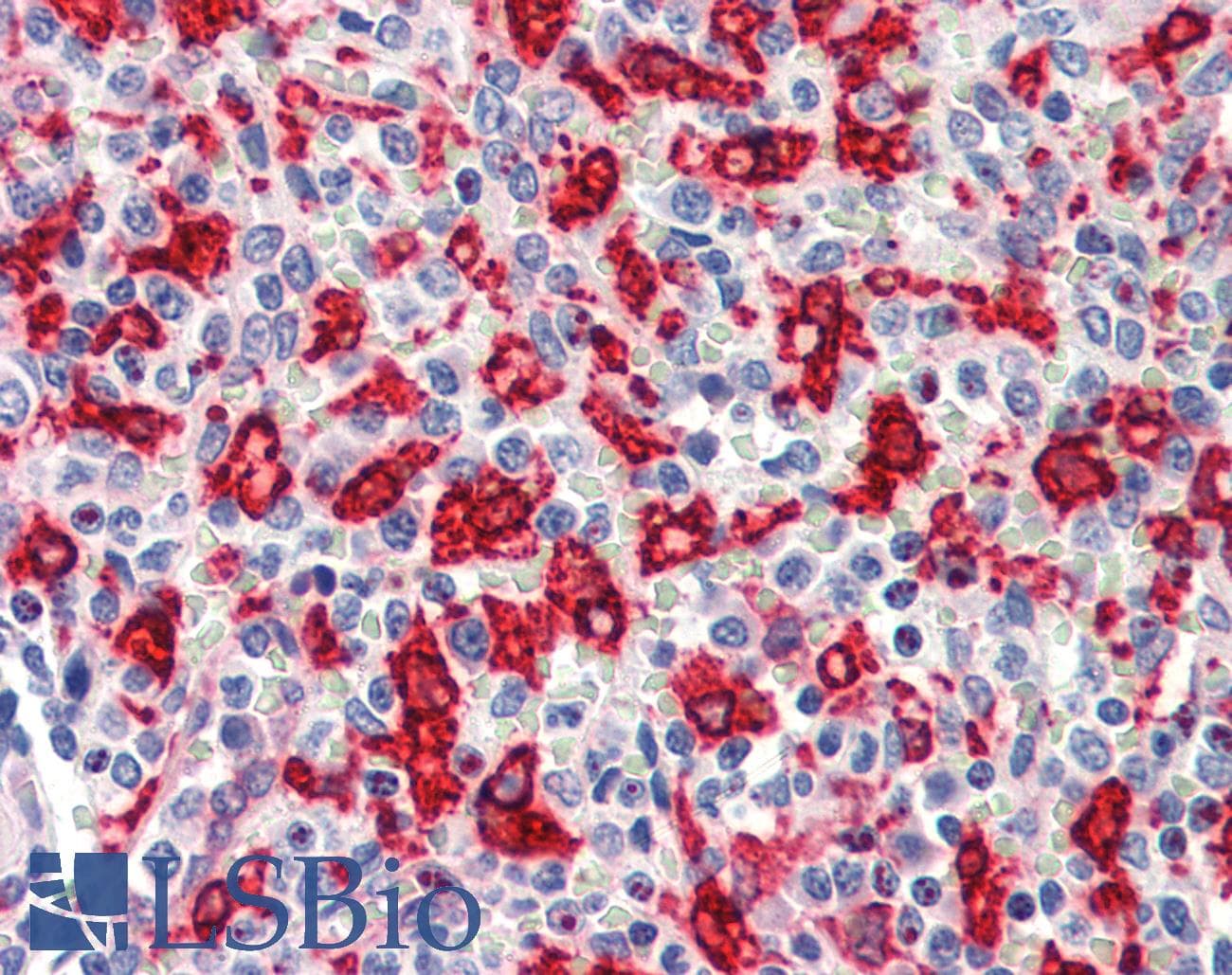 IHC-plus™ HMOX1 / HO-1 Antibody