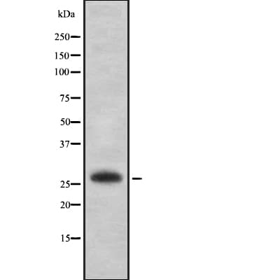 EMX2 Antibody