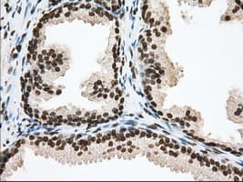 ERIC-1 / TACC3 Antibody (clone OTI6F1, Carrier-free)