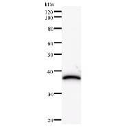 HIRIP3 Antibody (clone 2415C2a)