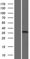 TRIM7 Protein (Over-Expression Lysate Myc-DDK (Flag))