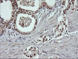 DDT / Dopamine Tautomerase Antibody (clone OTI3A11)