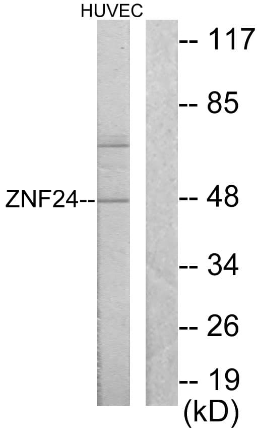 ZNF191 / ZNF24 Antibody (aa10-59)
