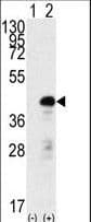 SOX2 Antibody