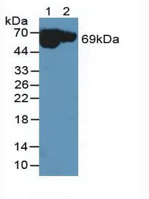 MT-ND5 Antibody (aa425-562, Biotin)