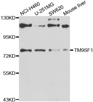 IHC-plus™ TM9SF1 Antibody