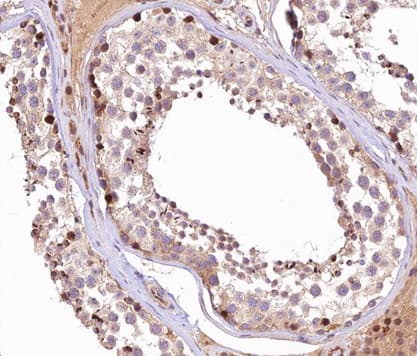 MCM3AP / GANP Antibody