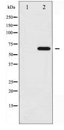 YAP / YAP1 Antibody