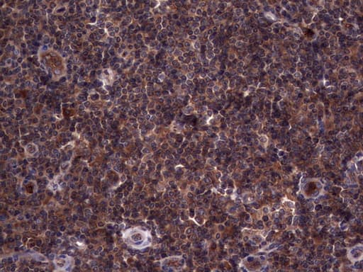 RSPO3 Antibody (aa22-272, clone 3D5, Carrier-free)