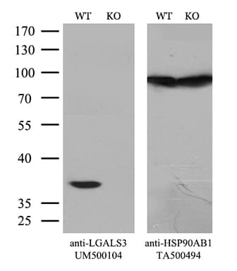 LGALS3 / Galectin 3 Antibody (clone UMAB157, Carrier-free)