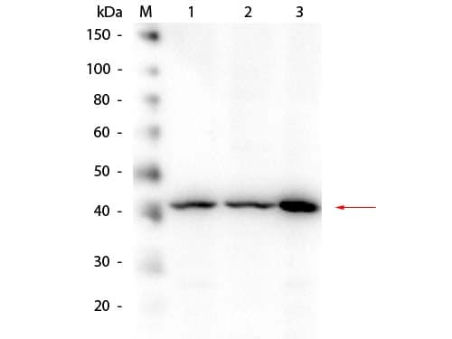 APP / Beta Amyloid Precursor Antibody