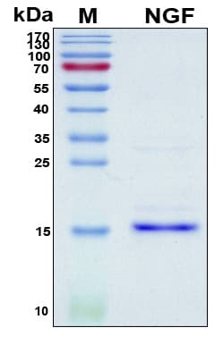Pig NGF Protein (Recombinant 6His, N-terminus)