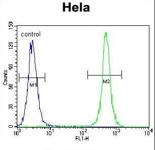 Polyclonal Rabbit anti-Human TSPYL6 Antibody (aa206-235, IHC, IF, WB)