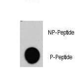 RAF1 / RAF Antibody (phospho-Tyr340)