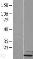 UBL5 Protein (Over-Expression Lysate Myc-DDK (Flag))