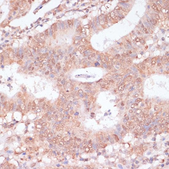 BYSL Antibody