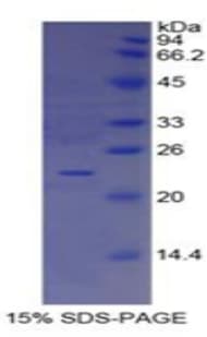 Guinea pig IFNA / Interferon Alpha Protein (Recombinant His)