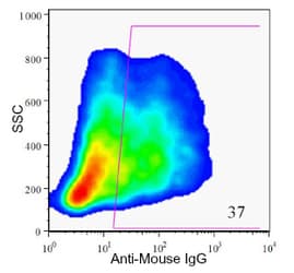 Pancreas Marker HPx2 Antibody (clone HIC0-1C10)
