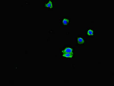 Polyclonal Rabbit anti-Human EHD3 Antibody (IHC, IF)