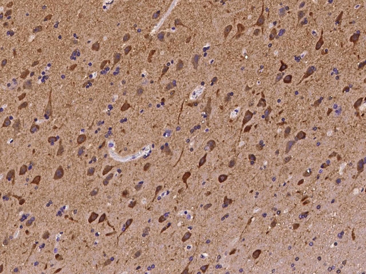 Polyclonal Rabbit anti-Human CR6 / GADD45G Antibody (Preservative Free, IHC)