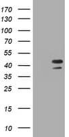 PCNA Antibody (clone OTI2G7)