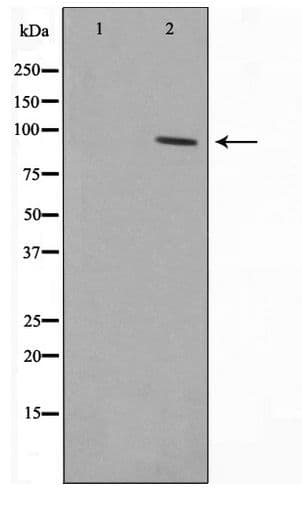 Polyclonal Rabbit anti-Human CDCP1 Antibody (IF, WB)