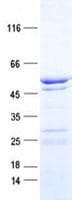 Human C4orf20 / UFSP2 Protein (Recombinant His, N-Terminal)