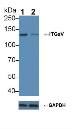 ITGAV/Integrin Alpha V/CD51 Antibody (aa560-744)
