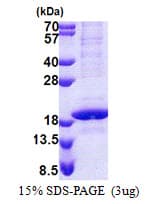 Human RPB16 / POLR2D Protein (Recombinant His)
