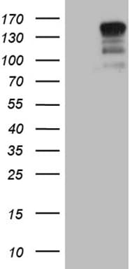 USP40 Antibody (aa767-912, clone OTI1B1)