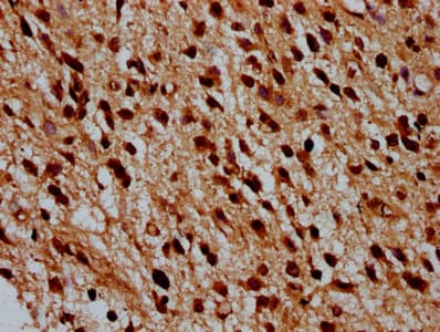 HIST1H4I Antibody