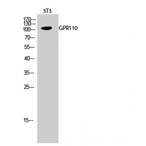 ADGRF1 / GPR110 Antibody (810-890 aa, C-terminal)