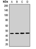 PTAR2 / FNTA Antibody