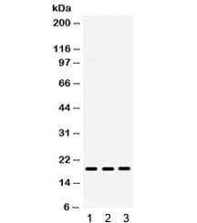 Polyclonal Rabbit anti-Human CXCL9 / MIG Antibody (WB)