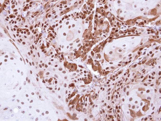 Polyclonal Rabbit anti-Human DDB1 Antibody (aa749-1140, IHC, WB)