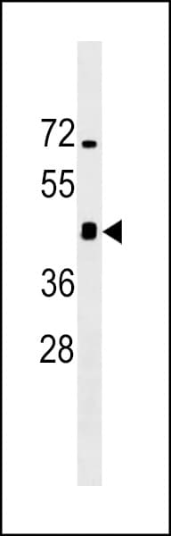Monoclonal Mouse anti-Mouse IRGM / LRG-47 Antibody (WB)