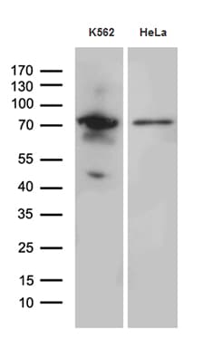 Monoclonal Mouse anti-Human RACGAP1 / MGCRACGAP Antibody (clone OTI4C5, Carrier-free, aa123-238, IHC, WB)