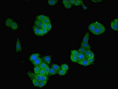 NTF4 / Neurotrophin 4 Antibody
