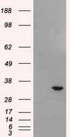 BIRC7 / Livin Antibody (clone OTI1D12, Carrier-free)