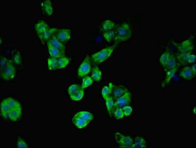 Polyclonal Rabbit anti-Human C19orf48 Antibody (IHC, IF)