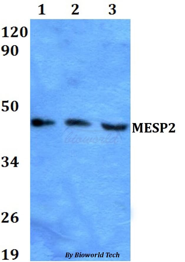 MESP2 Antibody