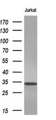 NKX3-1 Antibody (clone OTI4B4, Carrier-free)