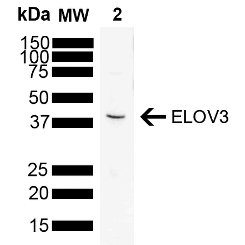 ELOVL3 Antibody (clone V61P2B3-D10, Atto 594)