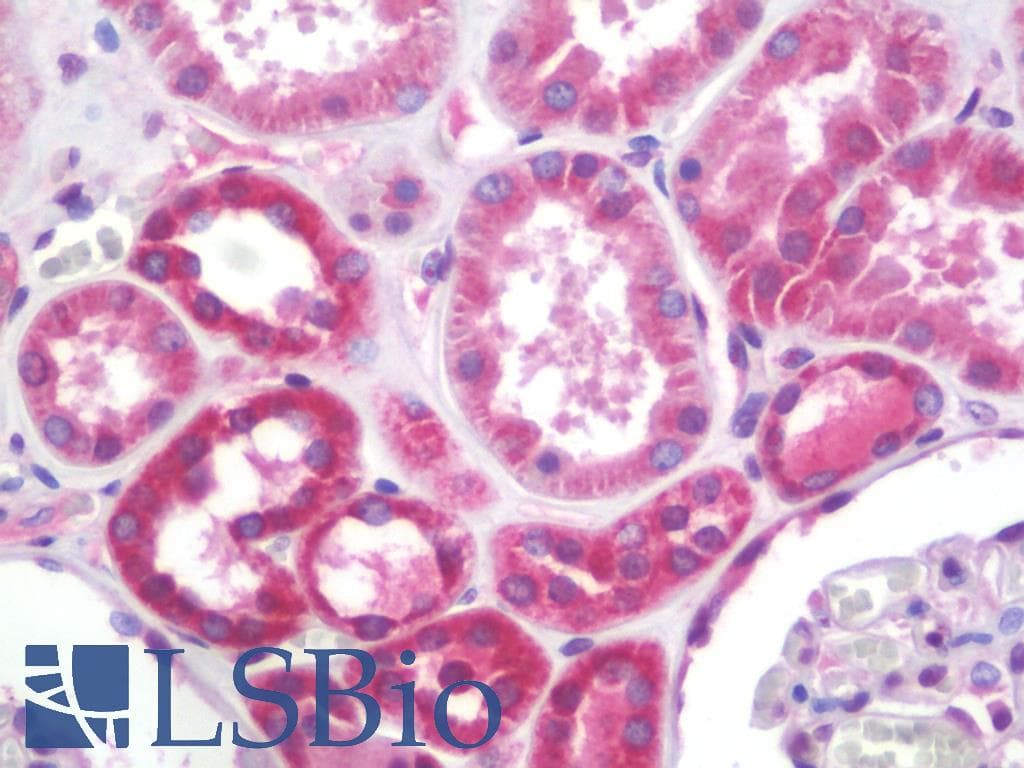 IHC-plus™ CISD1 Antibody (clone AT1A8)