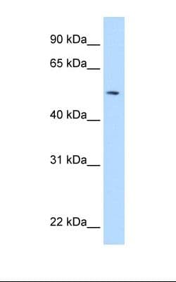 NEU1 / NEU Antibody (aa172-221)