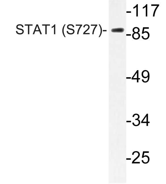 STAT1 Antibody (phospho-Ser727)