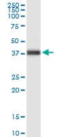 Monoclonal Mouse anti-Human FOXA2 Antibody (clone 4C2, IF, WB)